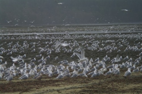 Seabirds on the beach at Fanny Bay, BC (photo: Steve Hodder)